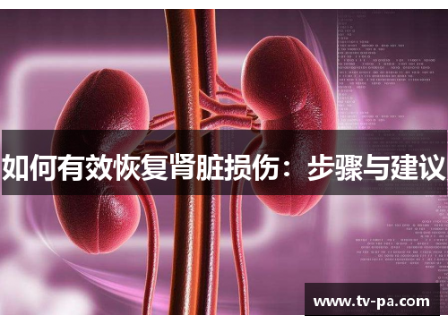 如何有效恢复肾脏损伤：步骤与建议